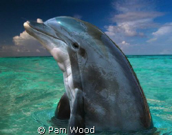 Dolphin in the Bahamas by Pam Wood 
